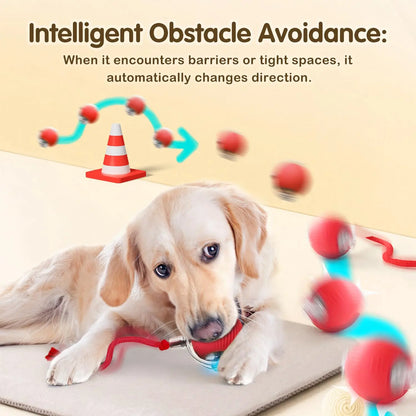 Interactive Ball Toy
